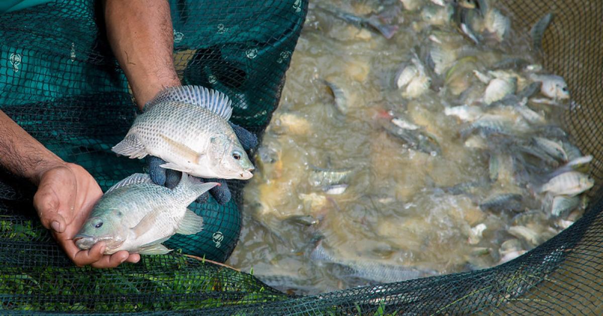 Key tilapia genome offers boost to global food security WorldFish